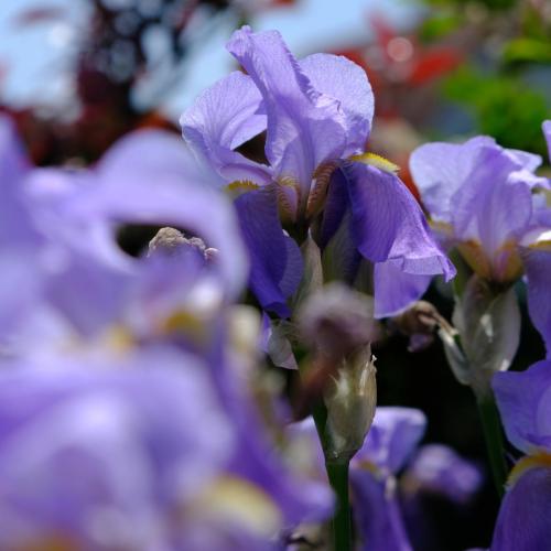 DSCF2970